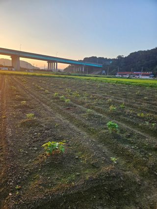 박원봉님의 콩 · 영농일지 작성글 사진