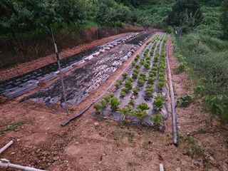 장흥식님의 상추 · 영농일지 작성글 사진