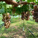 팜모닝 기타작물·영농일지 게시글 이미지