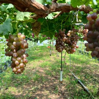 푸른농원님의 기타작물 · 영농일지 작성글 사진