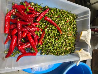 소병찬님의 고추 · 영농일지 작성글 사진