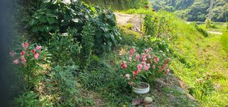 반성식님의 기타작물 · 영농일지 작성글 사진