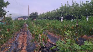 장원팜님의 고추 · 영농일지 작성글 사진