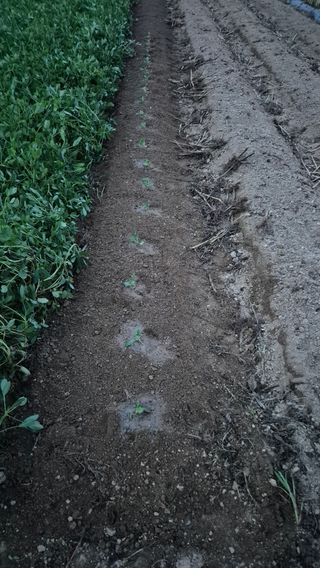 전환엽님의 양배추 · 영농일지 작성글 사진