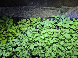 박래희님의 배추 · 영농일지 작성글 사진