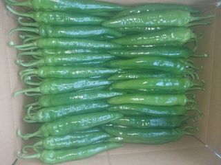 콩나라최여순님의 고추 · 영농일지 작성글 사진