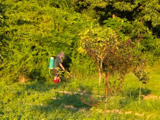 김영진님의 감 · 영농일지 작성글 사진