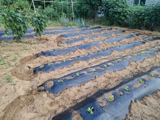 주재필님의 배추 · 영농일지 작성글 사진