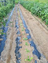 팜모닝 배추·영농일지 게시글 이미지