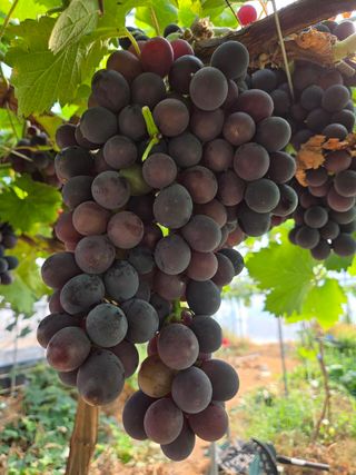 푸른농원님의 기타작물 · 영농일지 작성글 사진