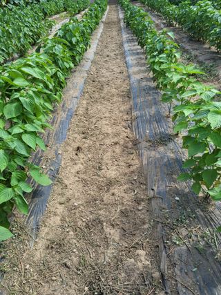 솔방농원님의 들깨 · 영농일지 작성글 사진