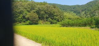 반성식님의 기타작물 · 영농일지 작성글 사진