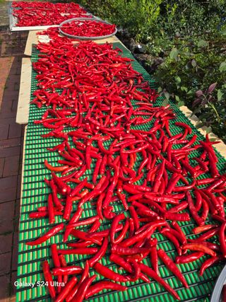 소병찬님의 고추 · 영농일지 작성글 사진