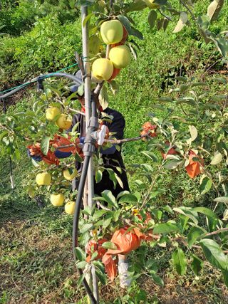 능금아저씨님의 사과 · 영농일지 작성글 사진