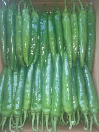 콩나라최여순님의 고추 · 영농일지 작성글 사진