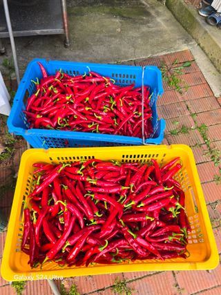 소병찬님의 고추 · 영농일지 작성글 사진