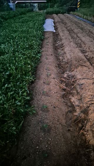 전환엽님의 양배추 · 영농일지 작성글 사진