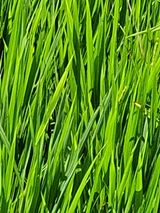 팜모닝 벼·영농일지 게시글 이미지