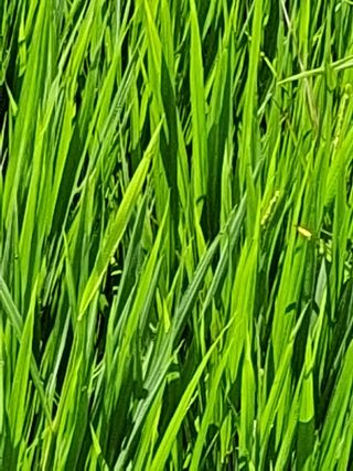 임호수님의 벼 · 영농일지 작성글 사진