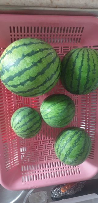 정천복님의 기타작물 · 영농일지 작성글 사진