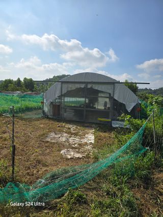 안종※님의 감 · 영농일지 작성글 사진