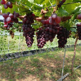 푸른농원님의 기타작물 · 영농일지 작성글 사진