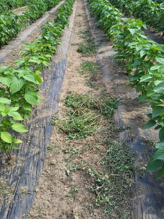 솔방농원님의 들깨 · 영농일지 작성글 사진