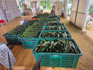 기본에 충실님의 기타작물 · 영농일지 작성글 사진