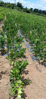 팜모닝 귤·영농일지 게시글 이미지