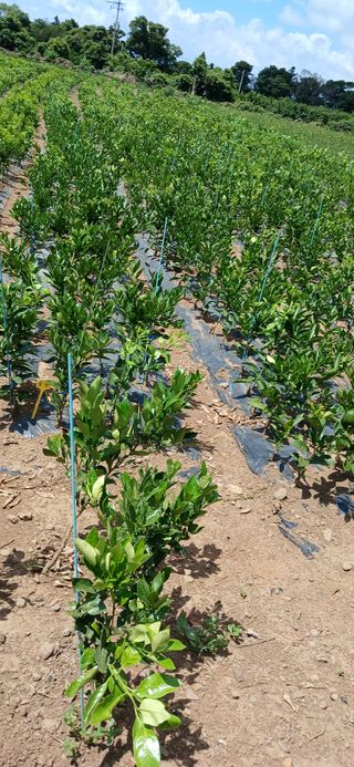 참깨8508님의 귤 · 영농일지 작성글 사진