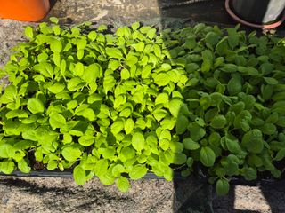 박래희님의 기타작물 · 영농일지 작성글 사진