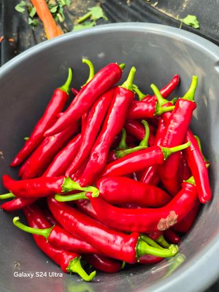 소병찬님의 고추 · 영농일지 작성글 사진