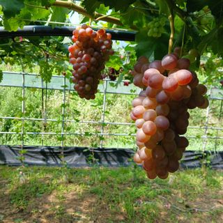 푸른농원님의 기타작물 · 영농일지 작성글 사진