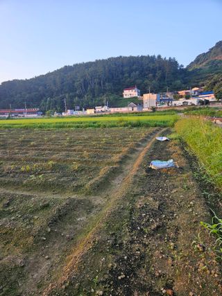 박원봉님의 콩 · 영농일지 작성글 사진