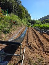 팜모닝 배추·영농일지 게시글 이미지