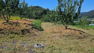 장정규님의 복숭아 · 영농일지 작성글 사진