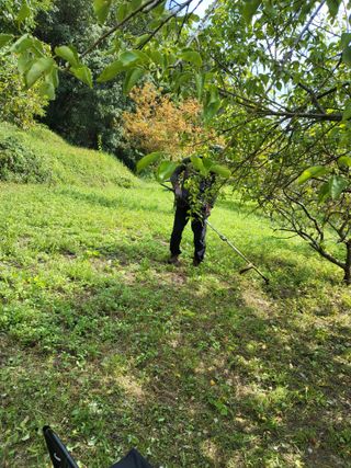 반봉현님의 매실 · 영농일지 작성글 사진