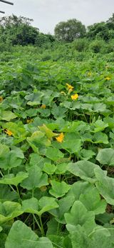 팜모닝 기타작물·영농일지 게시글 이미지