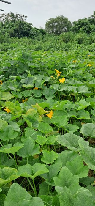 김제선:양평읍회현리님의 기타작물 · 영농일지 작성글 사진