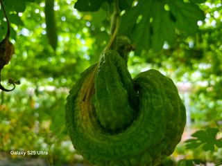 공주유구 구계박만호님의 기타작물 · 영농일지 작성글 사진