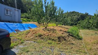 장정규님의 복숭아 · 영농일지 작성글 사진