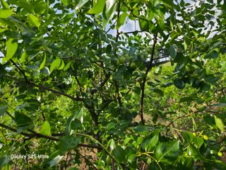 공주유구 구계박만호님의 기타작물 · 영농일지 작성글 사진