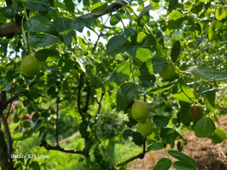 공주유구 구계박만호님의 기타작물 · 영농일지 작성글 사진