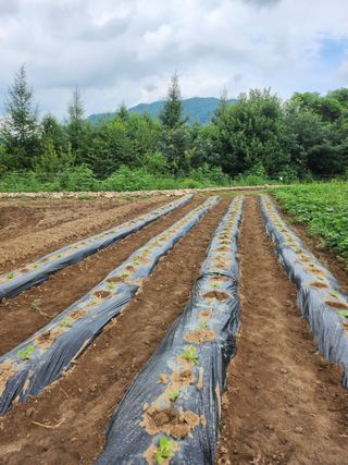 어명순님의 기타작물 · 영농일지 작성글 사진