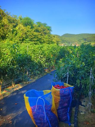 오이8898황산면님의 고추 · 영농일지 작성글 사진