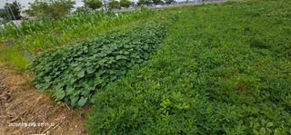 이장호님의 기타작물 · 영농일지 작성글 사진