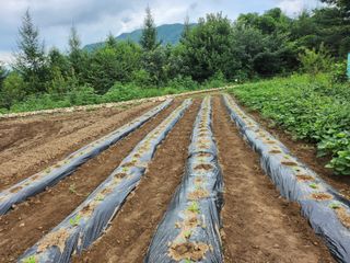 어명순님의 기타작물 · 영농일지 작성글 사진