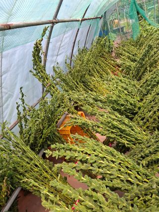 김한일(유랑자)님의 기타작물 · 영농일지 작성글 사진