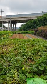 팜모닝 배추·영농일지 게시글 이미지