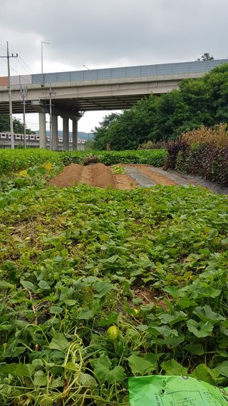 써니님의 배추 · 영농일지 작성글 사진